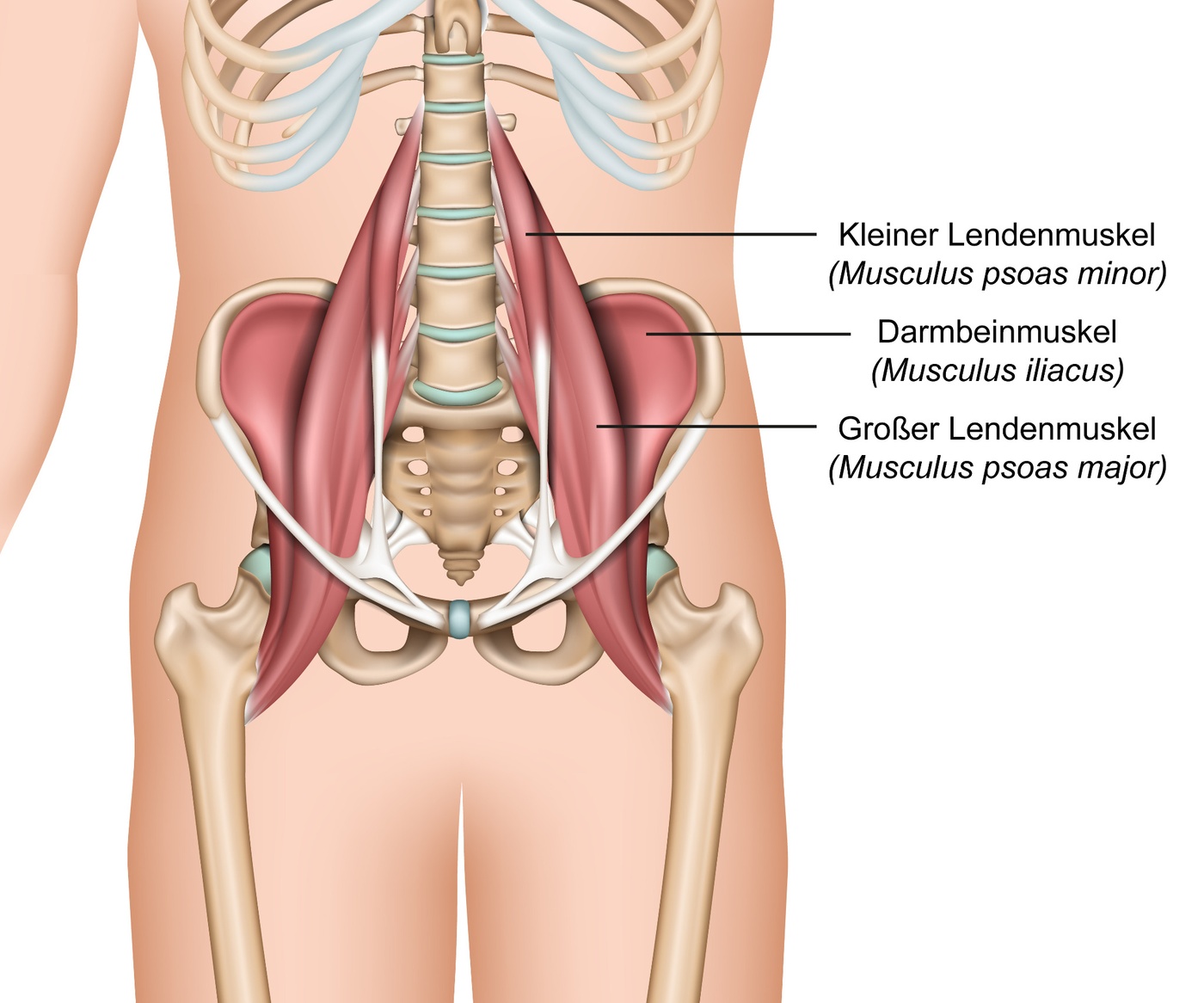 Psoas Iliopsosas Hüftbeuger Anatomie